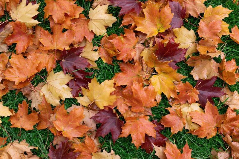 Fallen maple leaves scattered across green grass