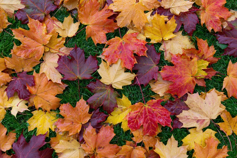 Fallen maple leaves scattered across green grass in autumn