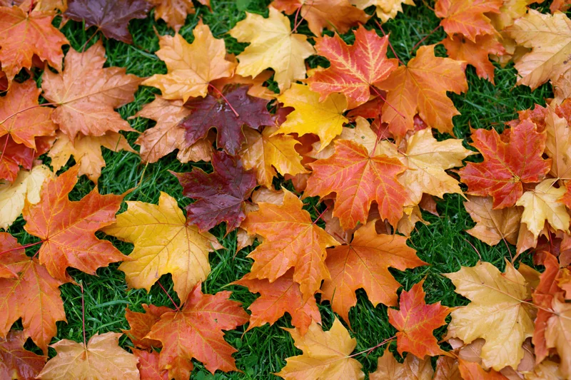 Fallen maple leaves scattered across green grass in autumn