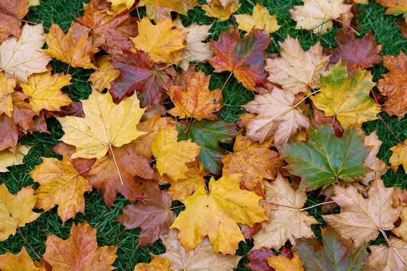 Fallen maple leaves scattered densely across short green grass