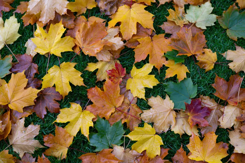 Fallen maple leaves scattered densely across short green grass