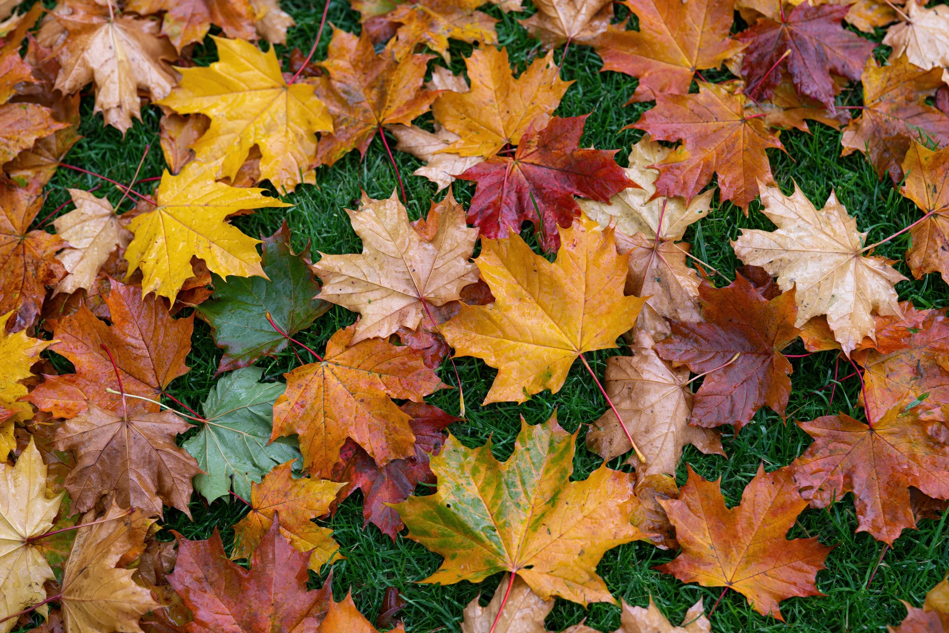 Fallen maple leaves scattered densely across short green grass