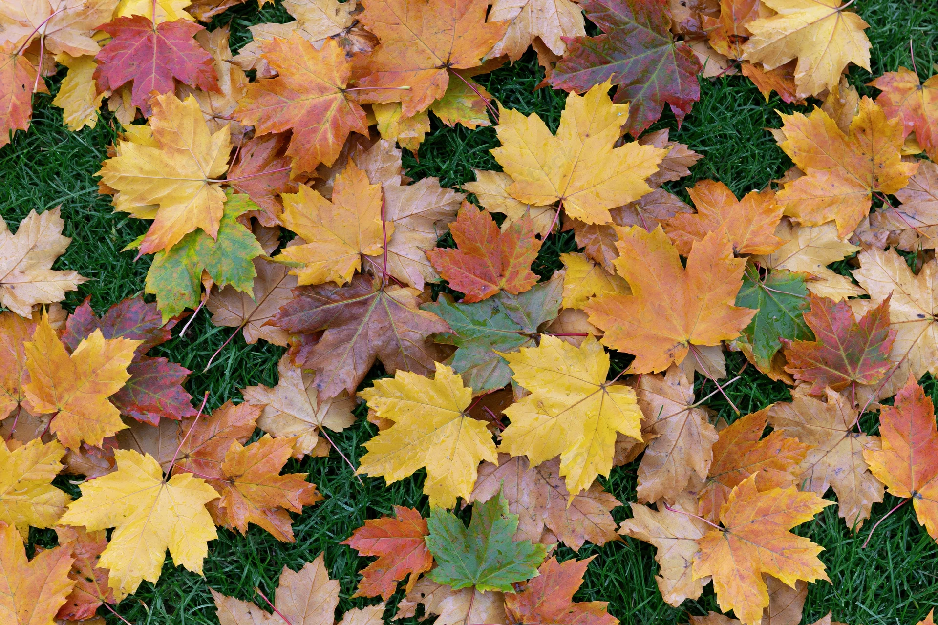 Fallen maple leaves scattered densely across short green grass