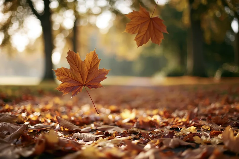 Falling maple leaves drifting over a park path covered in autumn foliage