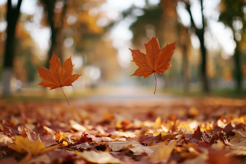 Two maple leaves falling over a path covered in autumn foliage in a park