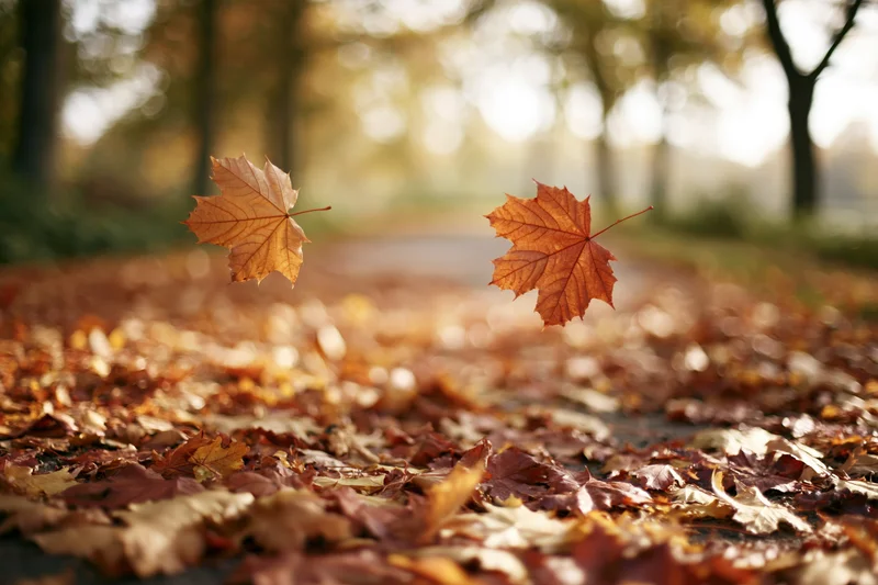 Two maple leaves falling over a park path covered in autumn foliage