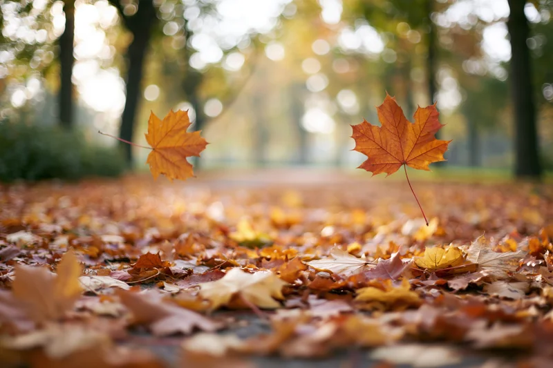 Two maple leaves floating above a path covered in fallen autumn foliage in a park