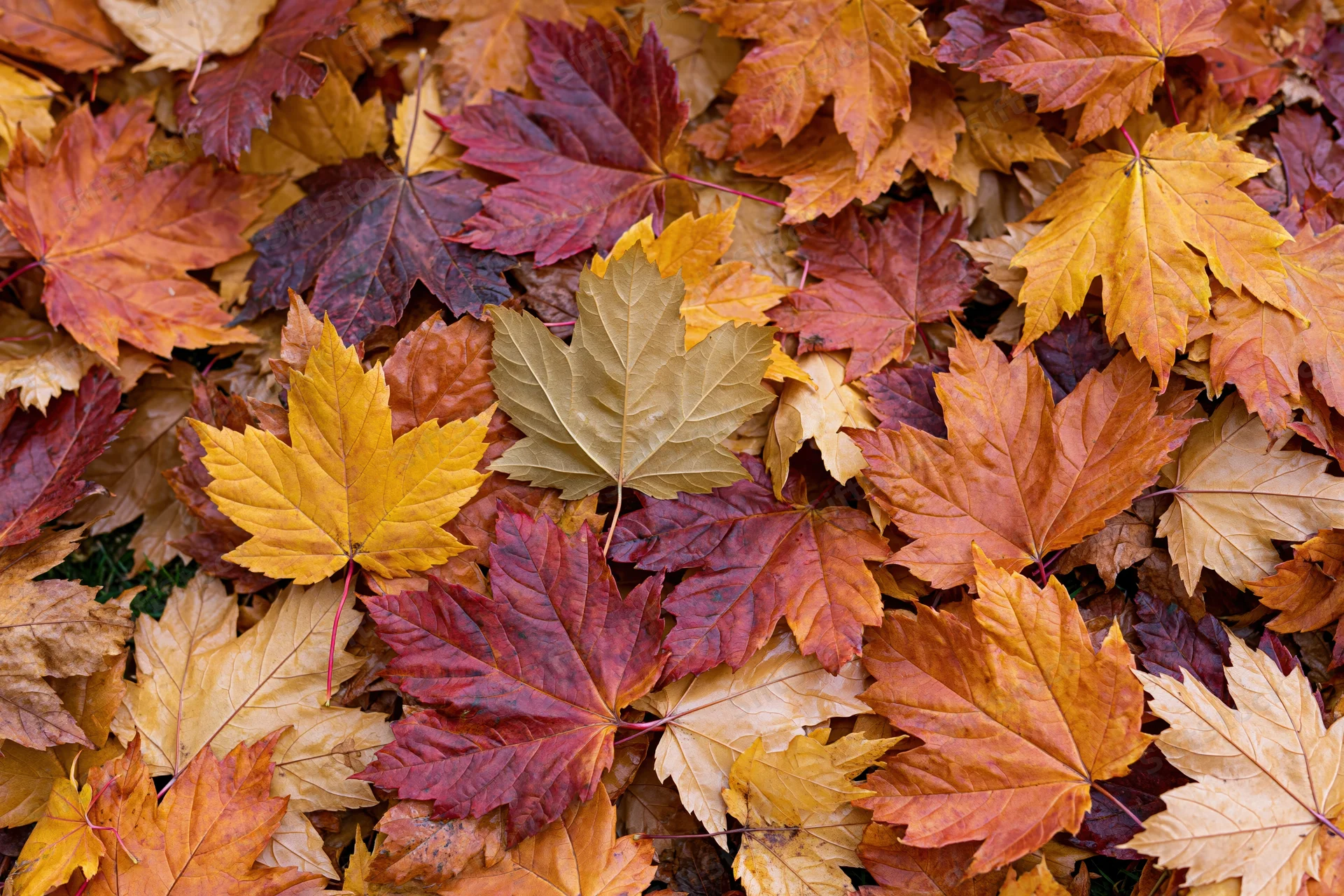 Fallen maple leaves covering the ground in a flat lay arrangement