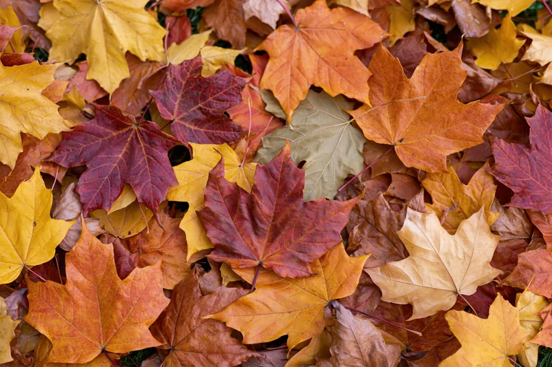 Fallen maple leaves covering ground in flat lay arrangement