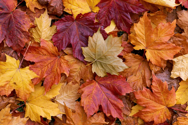 Fallen maple leaves covering the ground in a flat lay arrangement