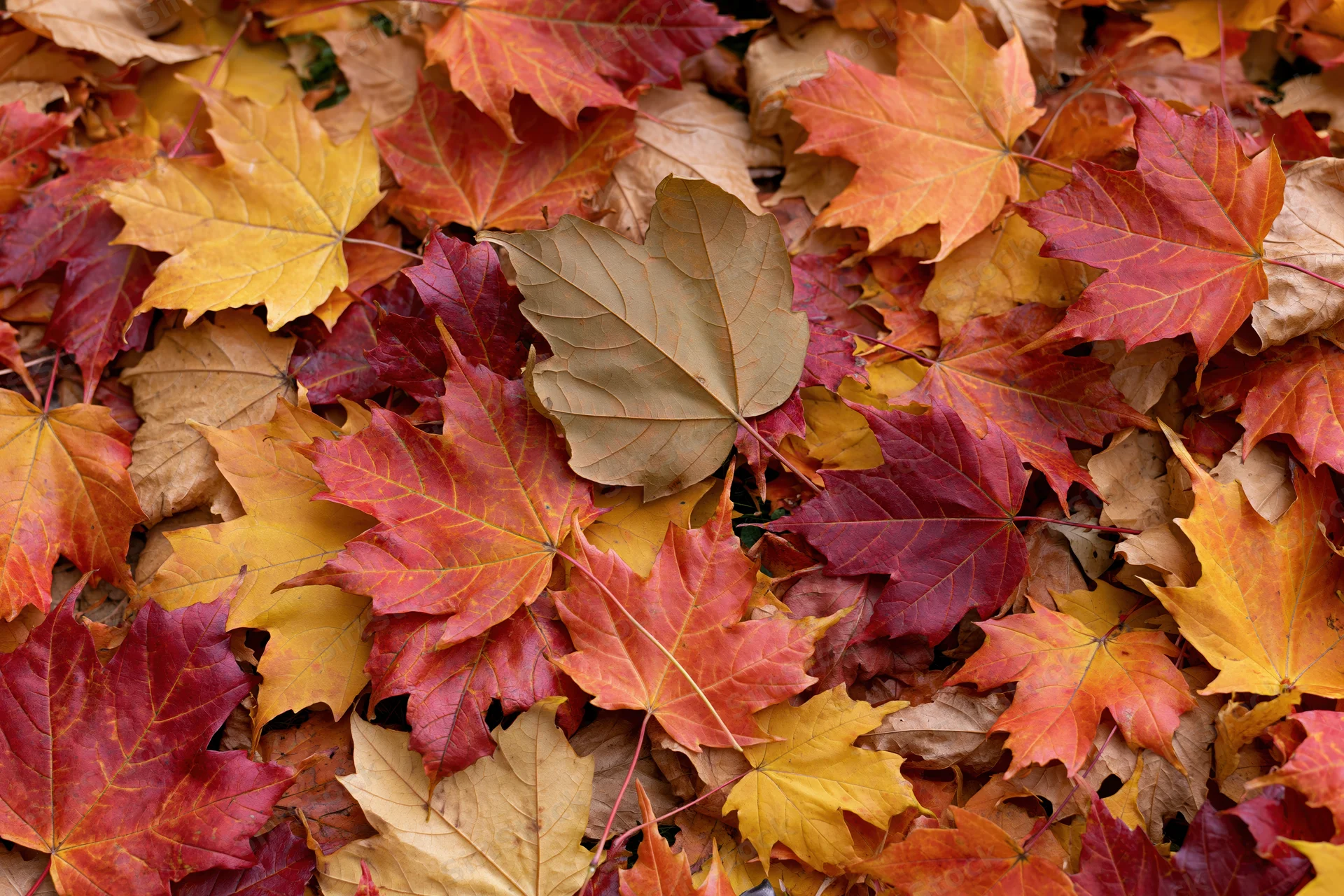 Fallen maple leaves covering ground in autumn flat lay arrangement