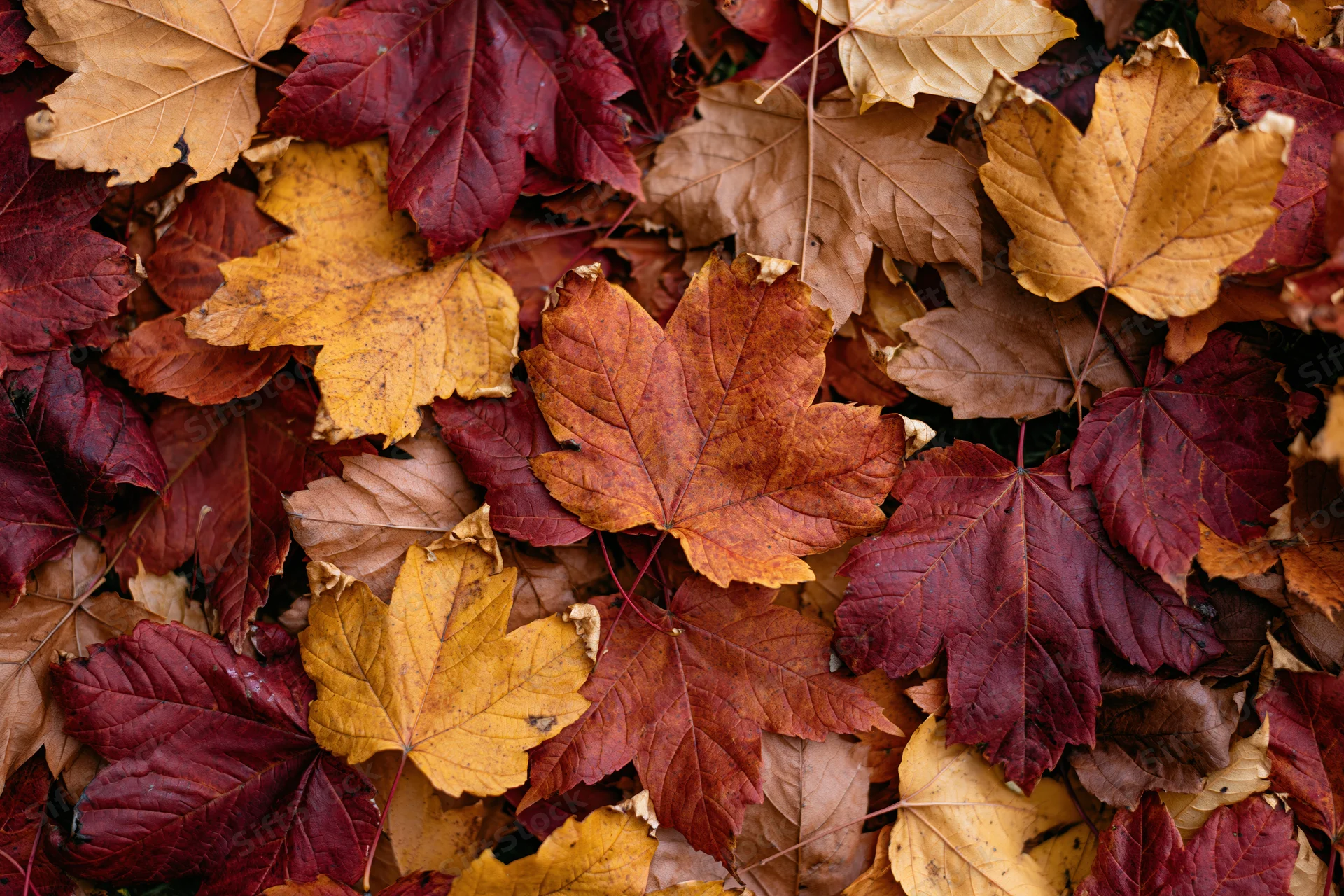 Fallen maple leaves densely overlapping on the ground in autumn