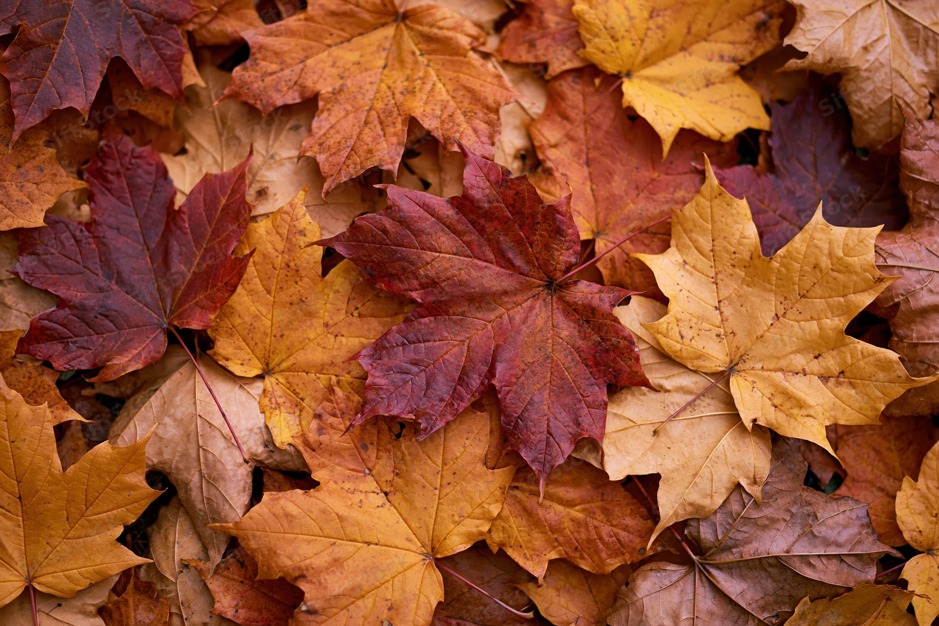 Fallen maple leaves densely overlapping on ground in autumn