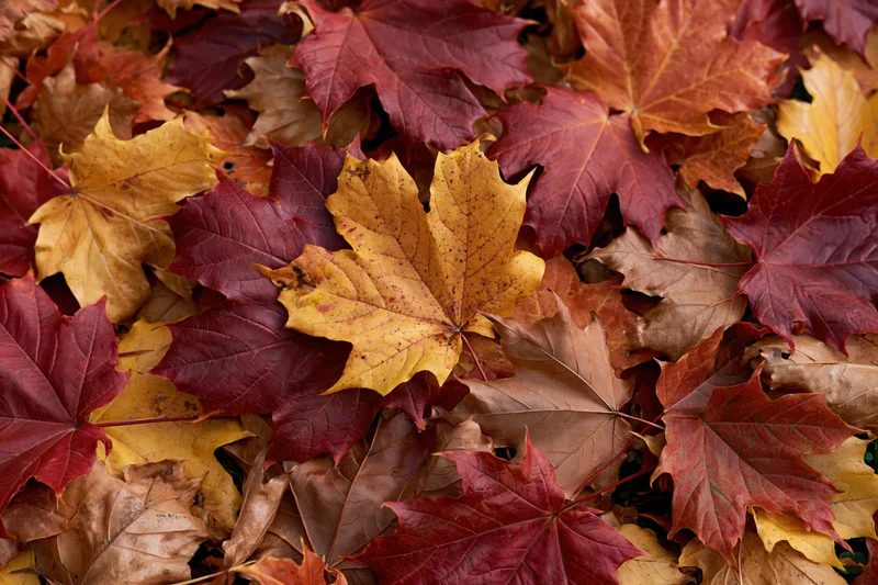 Fallen maple leaves densely overlapping on the ground in autumn