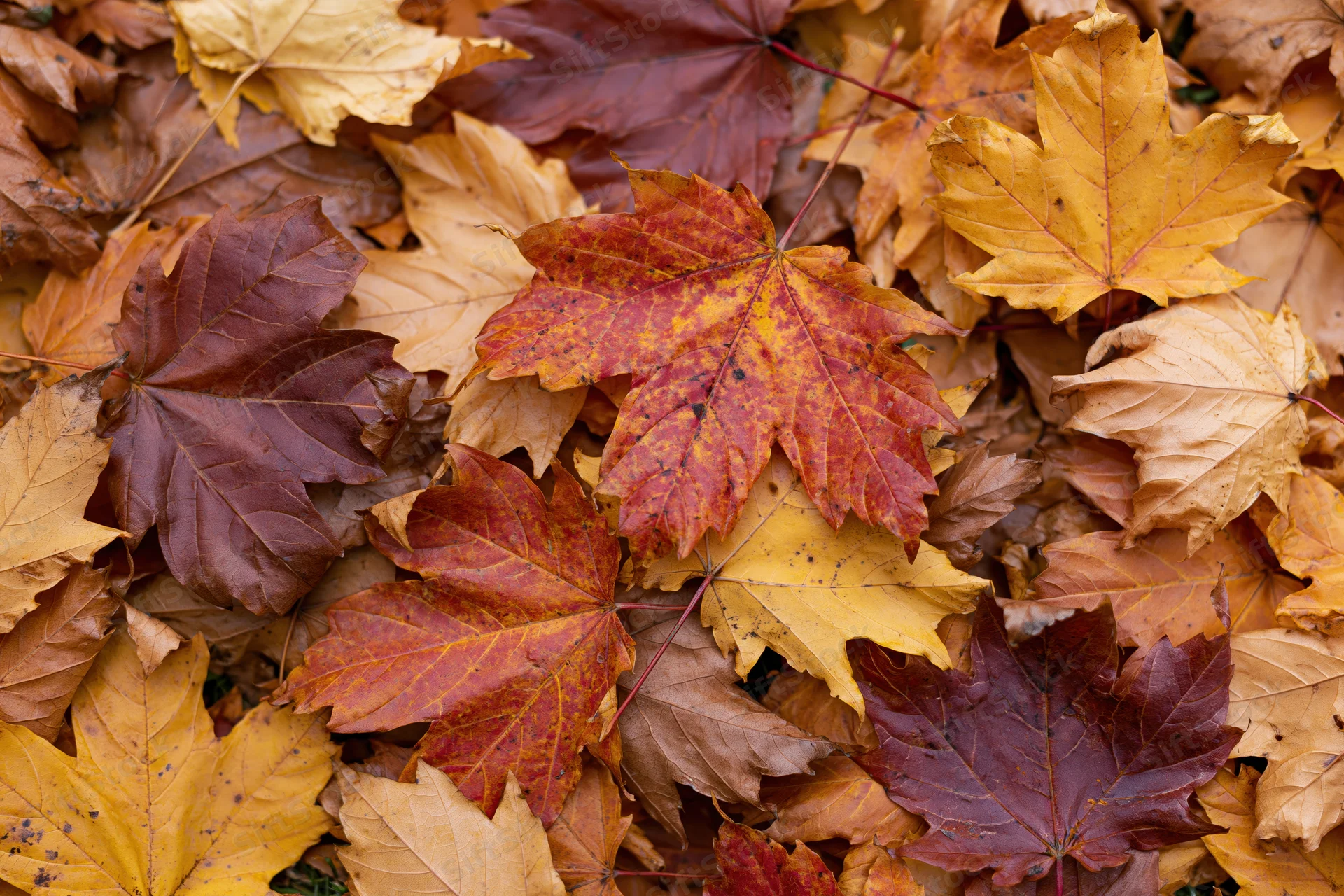 Fallen maple leaves densely overlapping on the ground in autumn