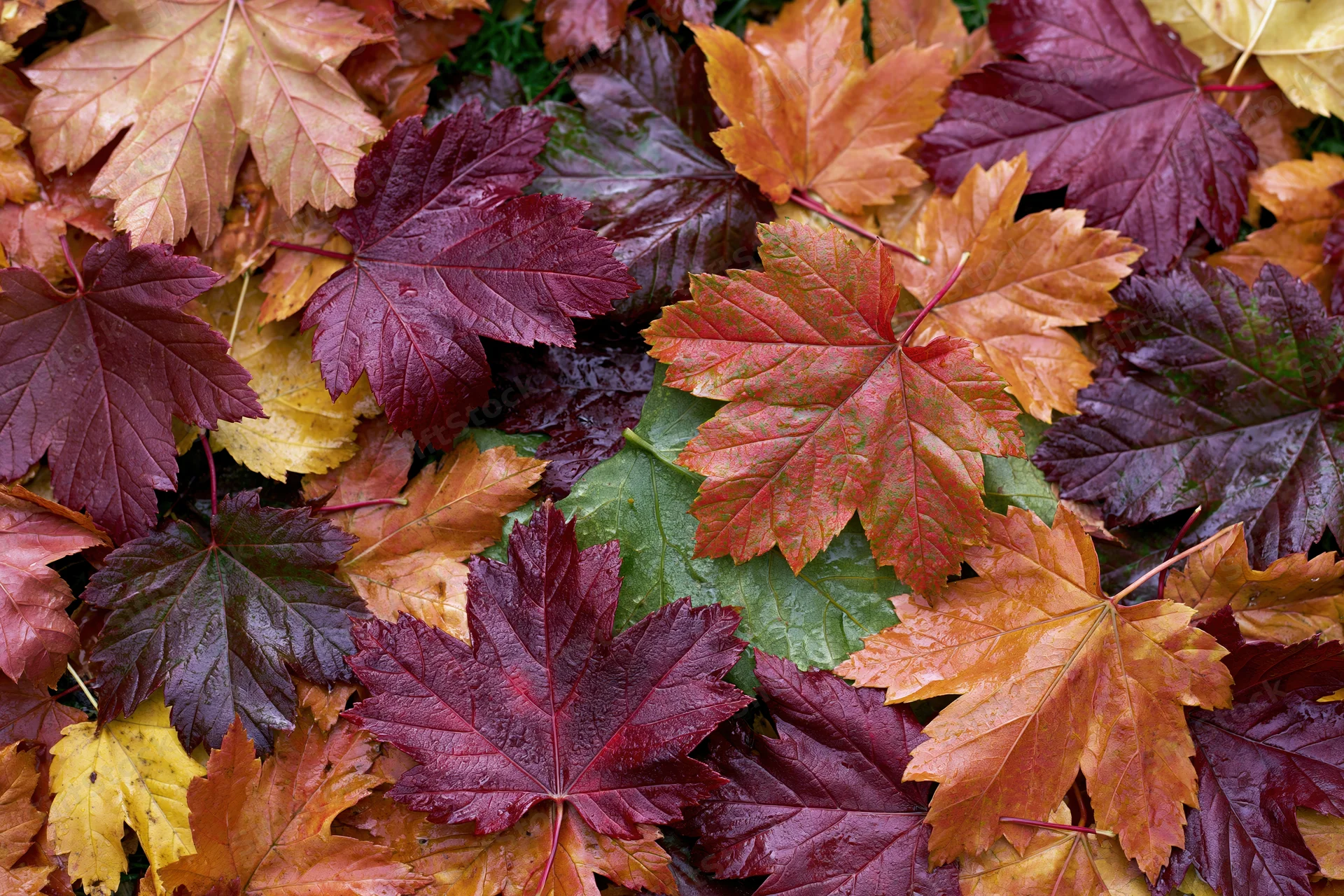 Fallen maple leaves densely layered on the ground in autumn colors