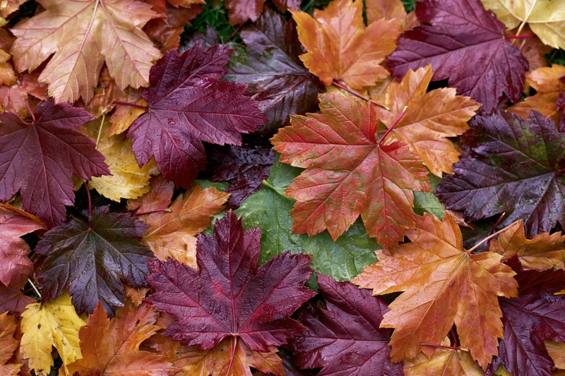 Fallen maple leaves densely layered on the ground in autumn colors