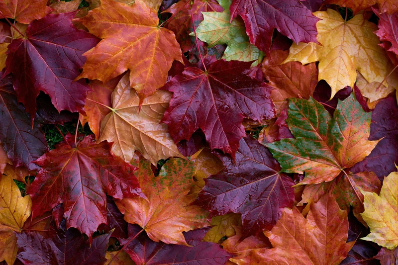 Fallen maple leaves densely layered on the ground in autumn colors