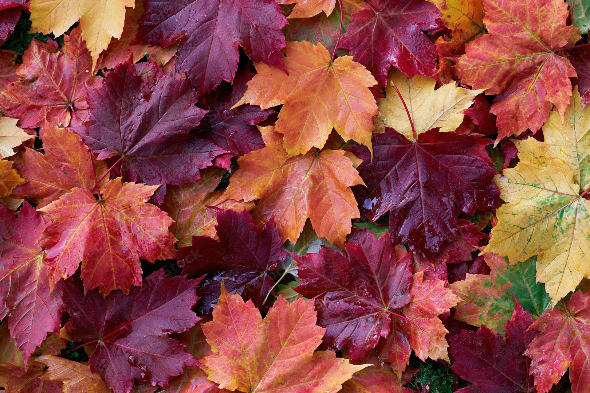 Fallen maple leaves densely layered on the ground in autumn colors