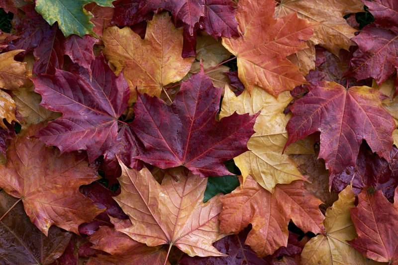 Fallen maple leaves densely layered on the ground in autumn colors