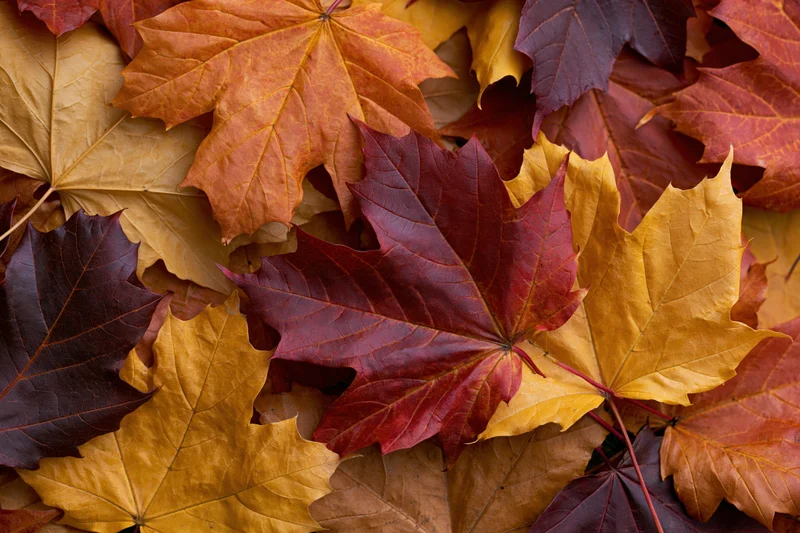Fallen maple leaves layered on ground in close-up flat-lay view