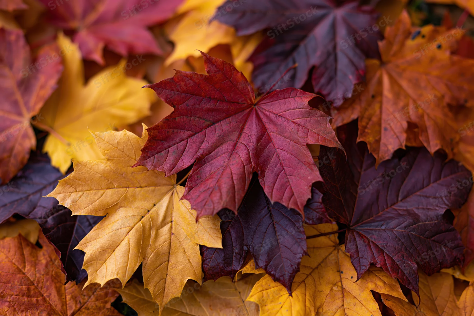 Fallen maple leaves layered on ground in close-up flat-lay arrangement