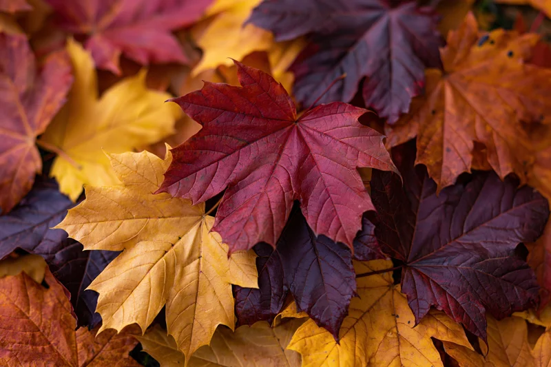 Fallen maple leaves layered on ground in close-up flat-lay arrangement