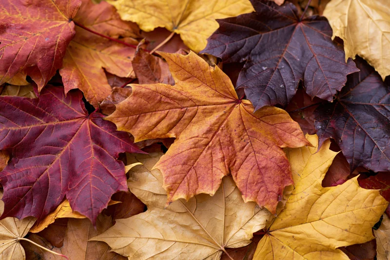 Fallen maple leaves layered on ground in close-up flat-lay view