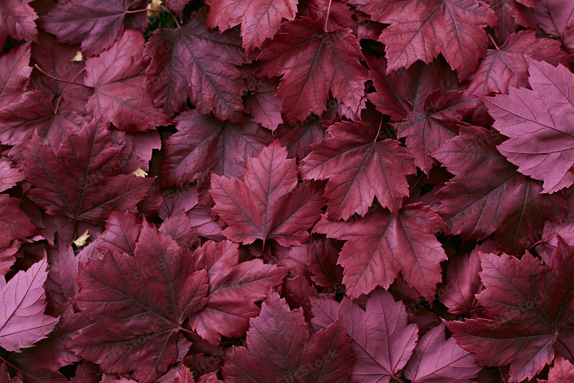 Fallen red maple leaves covering the ground completely