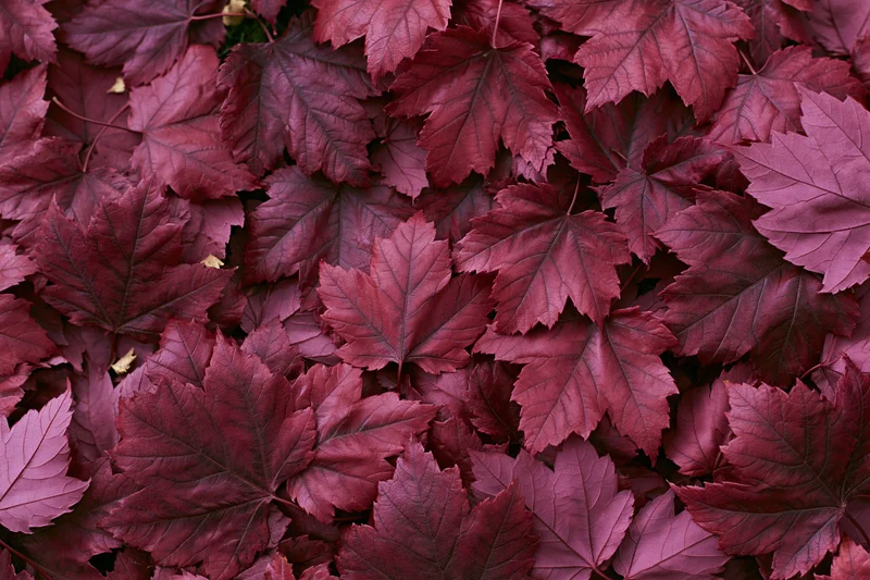 Fallen red maple leaves covering the ground completely