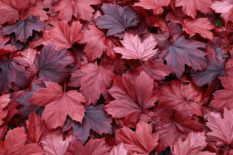 Red maple leaves covering the ground in a dense layer