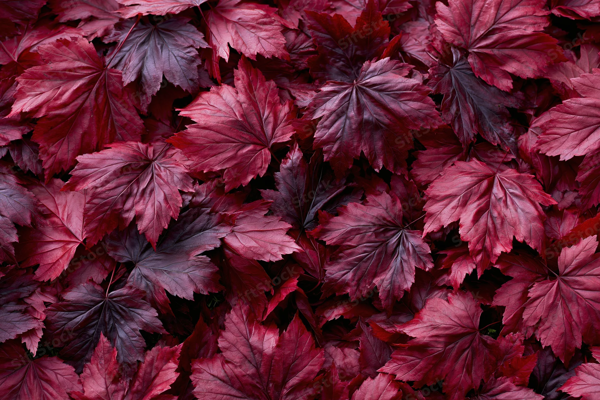 Red maple leaves densely covering the ground in autumn foliage