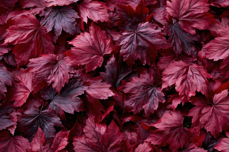 Red maple leaves densely covering the ground in autumn foliage