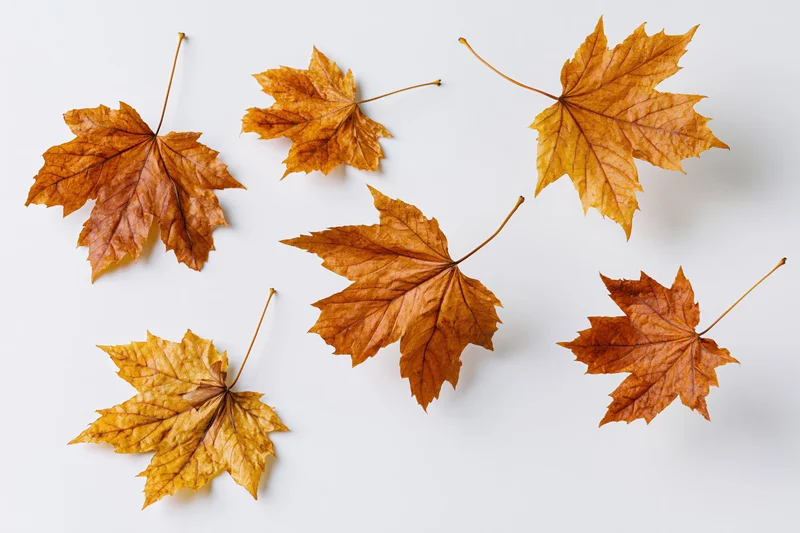 Dried maple leaves scattered on white background