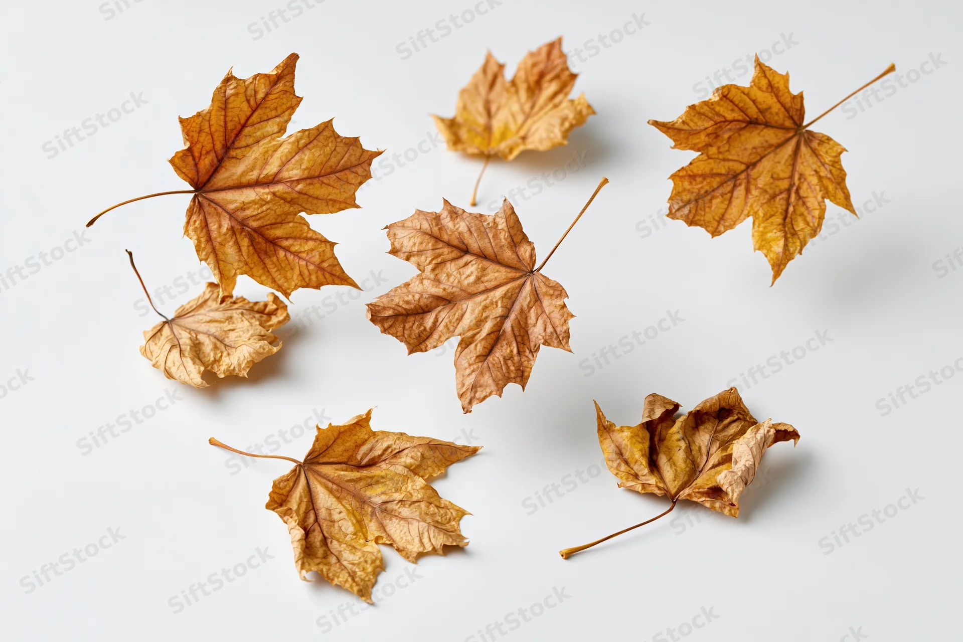 Dried maple leaves scattered and falling on a white surface