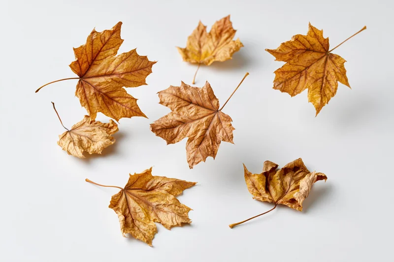 Dried maple leaves scattered and falling on a white surface