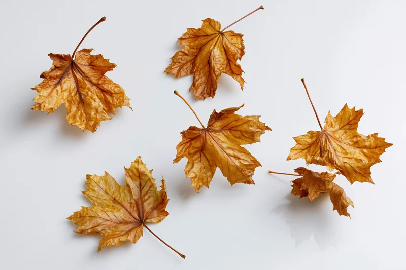 Dried maple leaves scattered on white background with copyspace