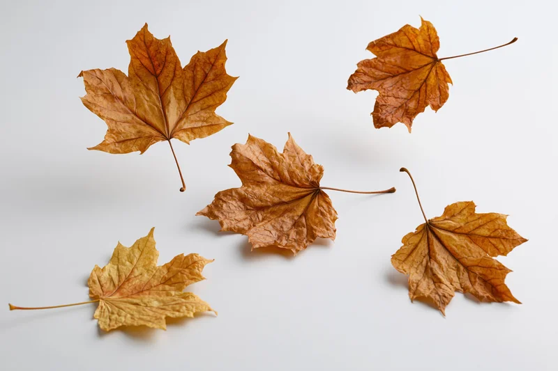 Dried maple leaves falling and scattered on a white surface