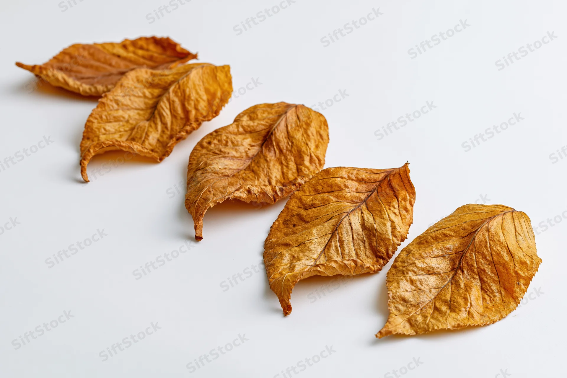 Five dry autumn leaves arranged in a diagonal row on a white background