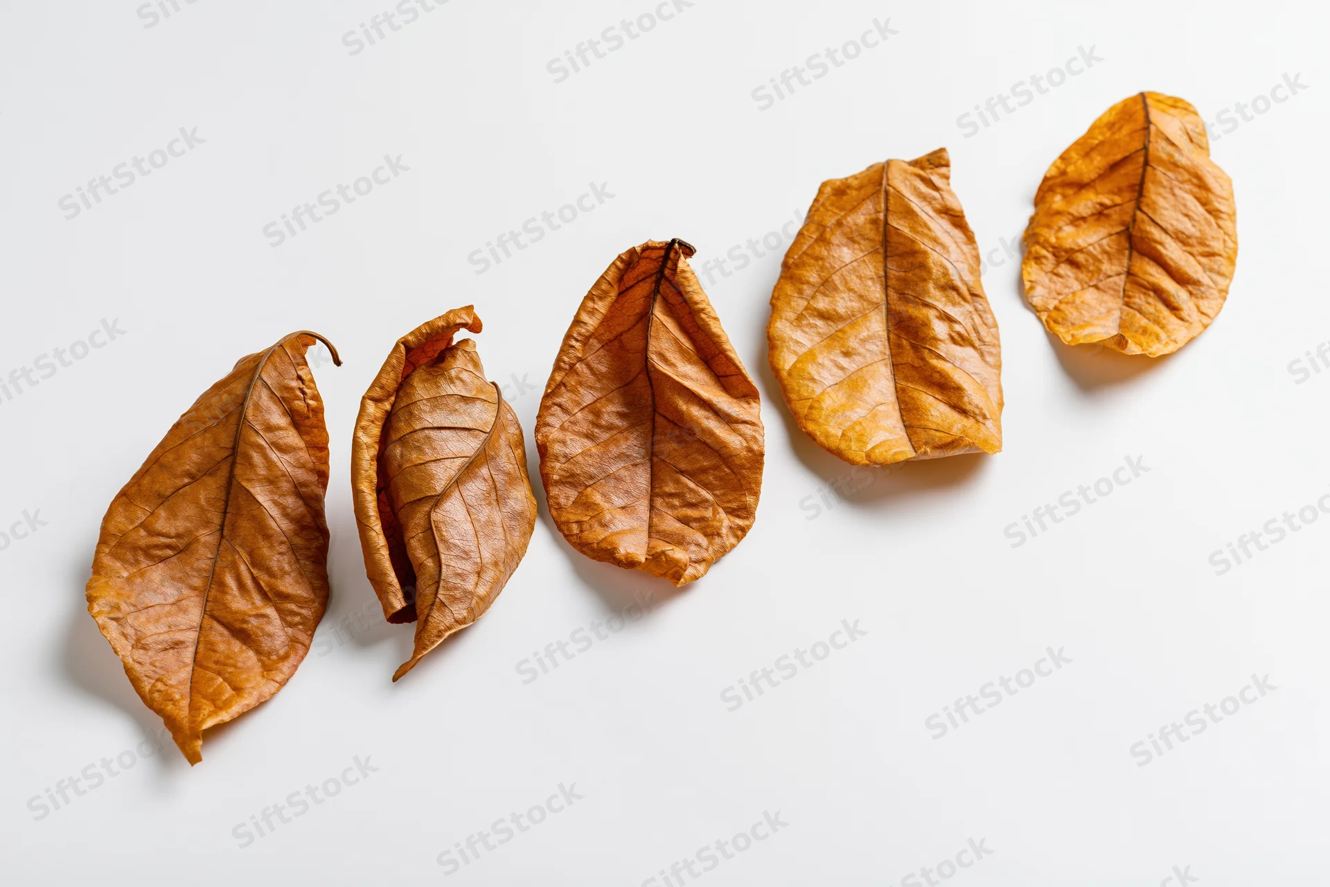 Five dry autumn leaves arranged in a diagonal row on a white background