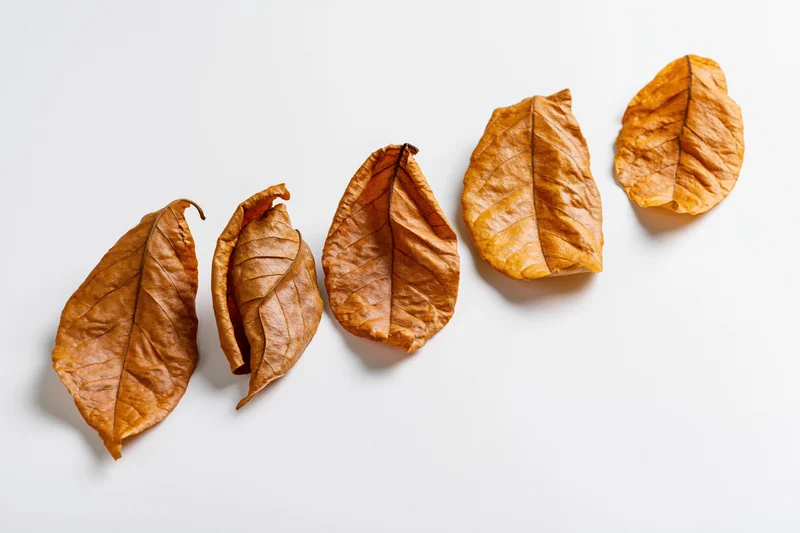 Five dry autumn leaves arranged in a diagonal row on a white background