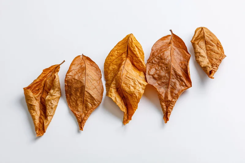 Five dry autumn leaves arranged in a diagonal row on a white background