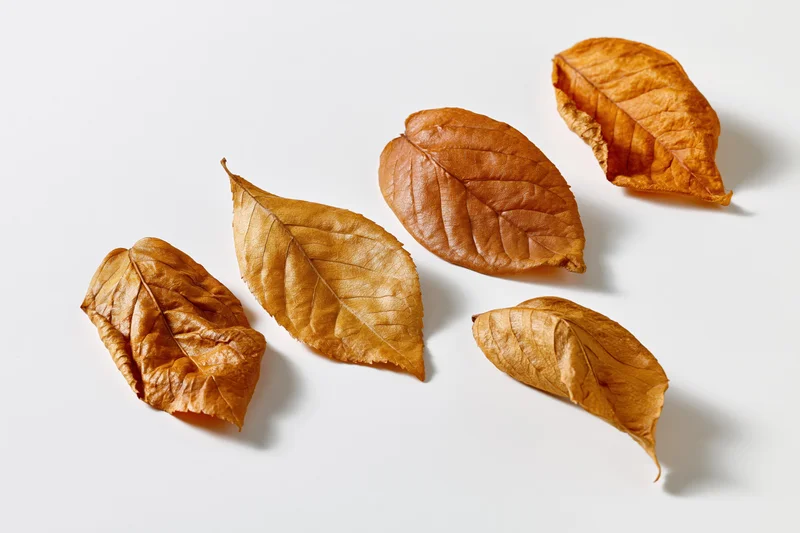 Five dry autumn leaves arranged in a loose diagonal row on a white background
