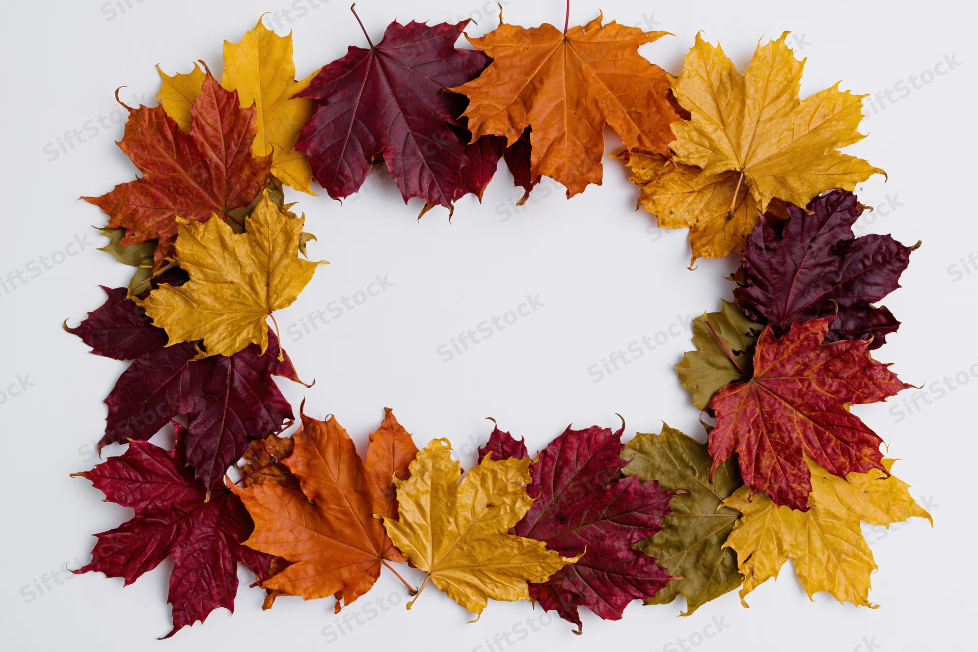 Autumn maple leaves arranged in a rectangular border on white background with copyspace