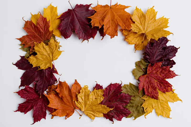 Autumn maple leaves arranged in a rectangular border on white background with copyspace