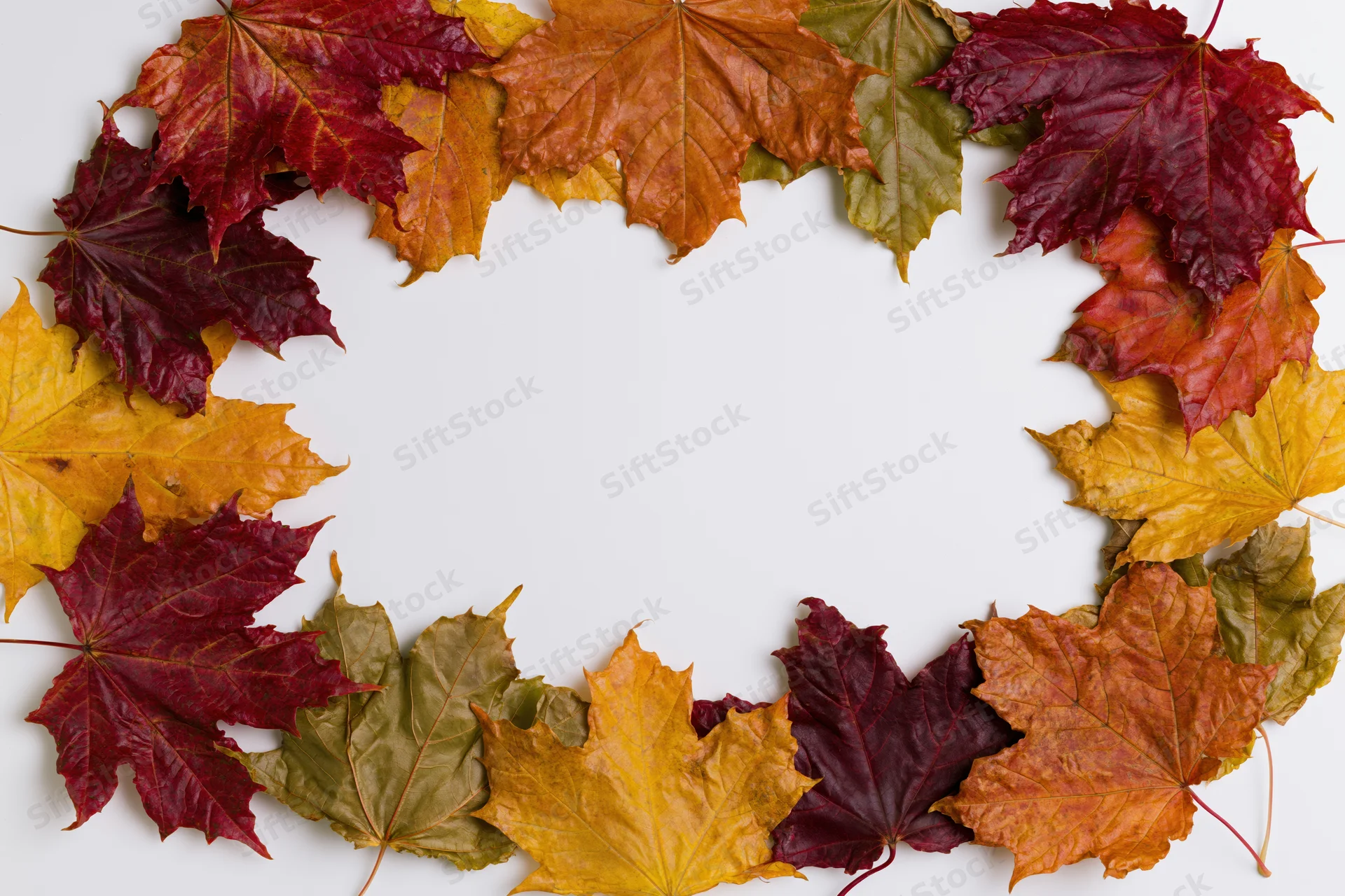 Autumn maple leaves arranged in a circular frame on white background