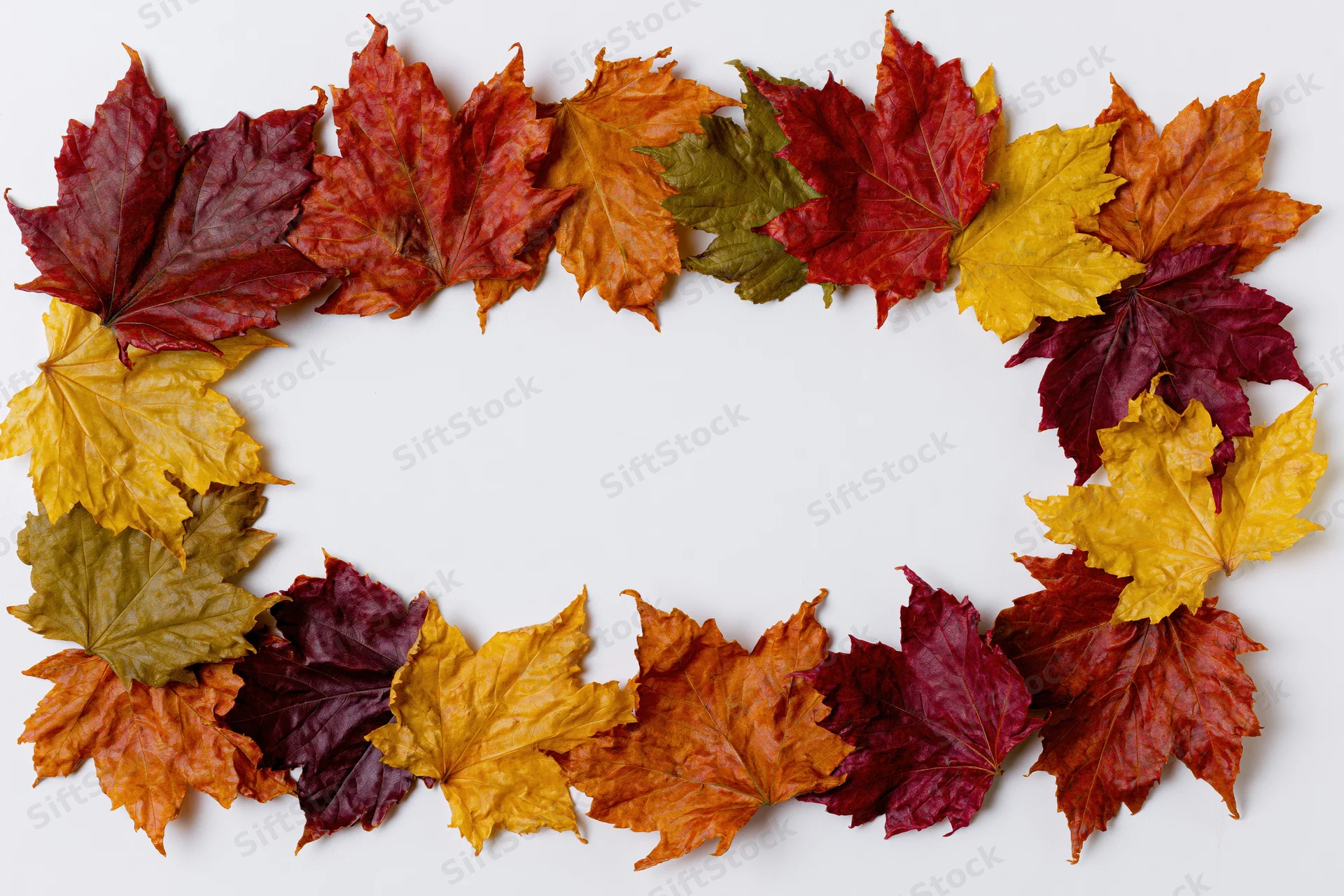 Autumn maple leaves arranged in a rectangular border on white background with copyspace