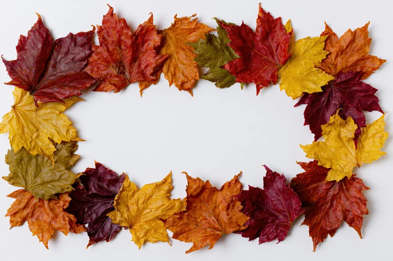 Autumn maple leaves arranged in a rectangular border on white background with copyspace