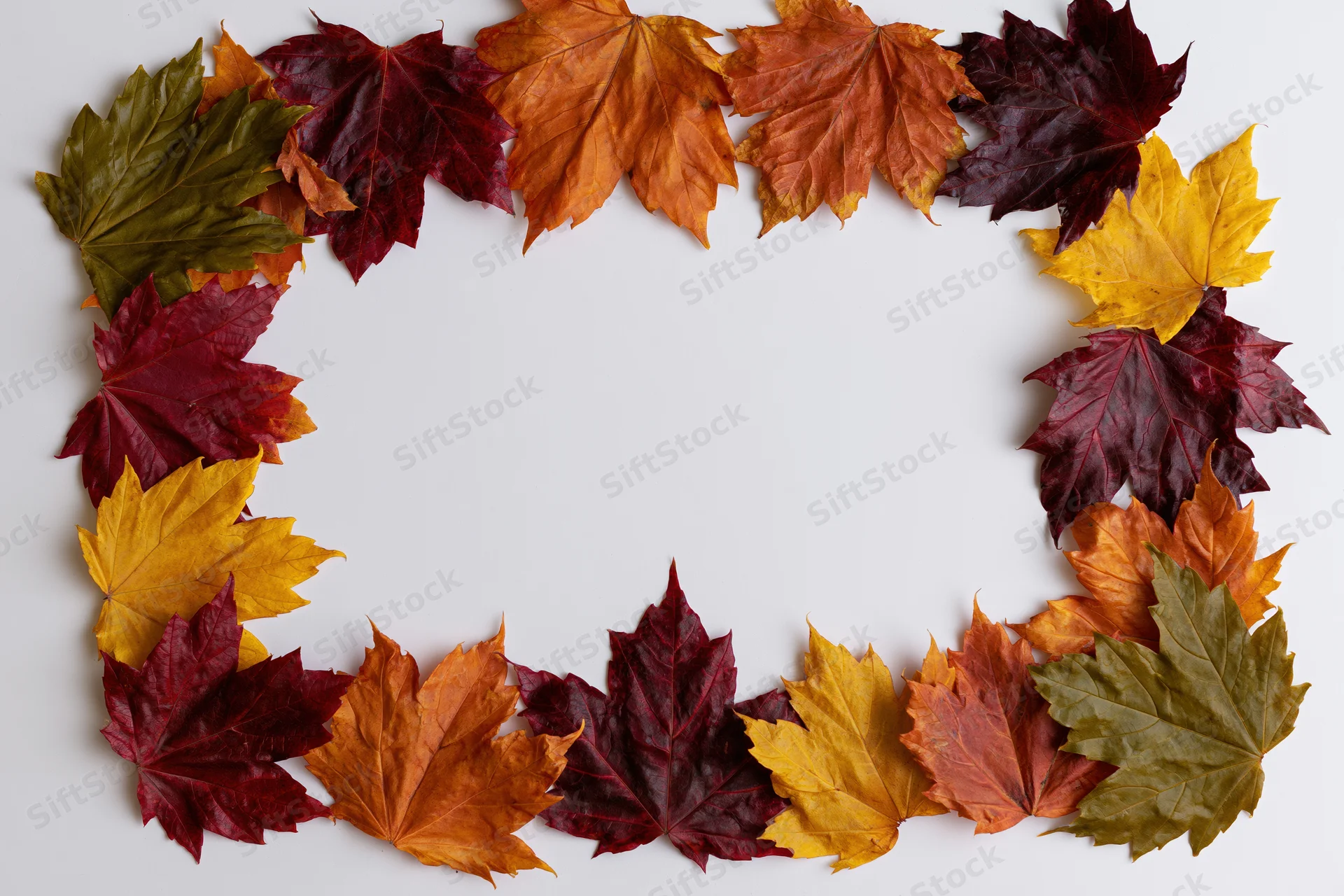 Autumn maple leaves arranged in a rectangular frame on white background with copyspace