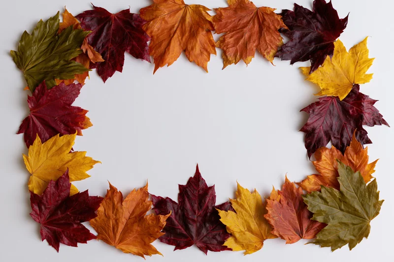 Autumn maple leaves arranged in a rectangular frame on white background with copyspace